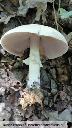 Agaricus silvicola