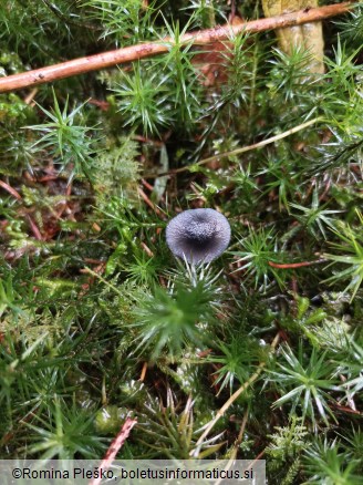 Entoloma nitidum