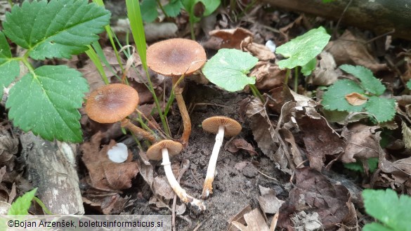 Conocybe aporos