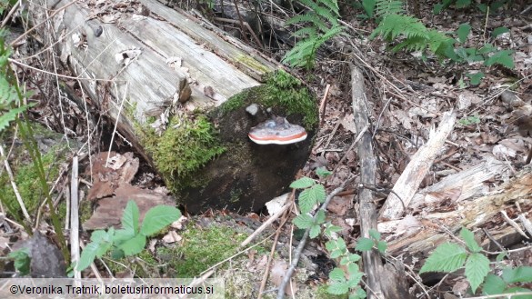 Fomitopsis pinicola