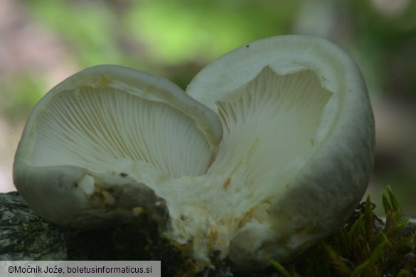 Pleurotus calyptratus