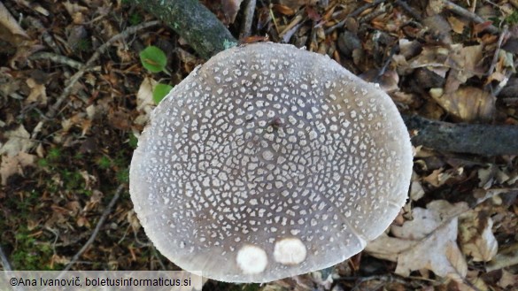 Amanita excelsa