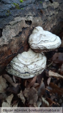 Fomes fomentarius