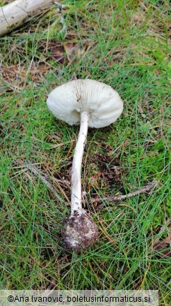 Amanita porphyria