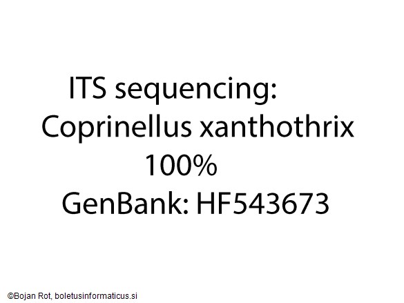 Coprinellus xanthothrix