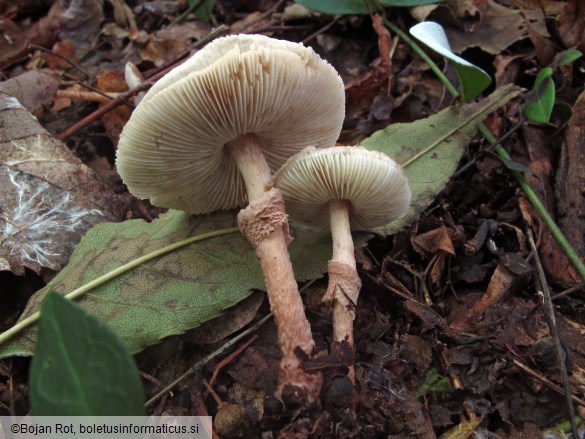 Lepiota pseudolilacea