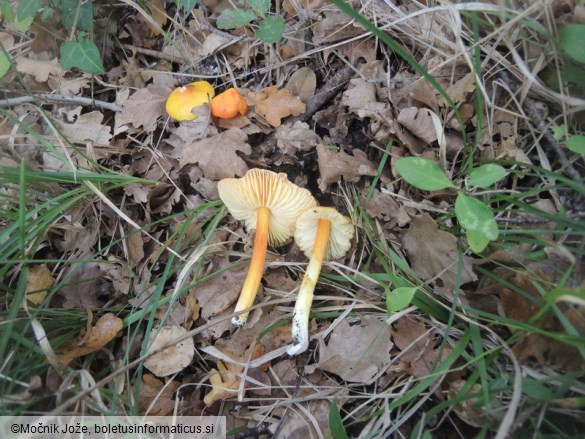 Hygrocybe acutoconica