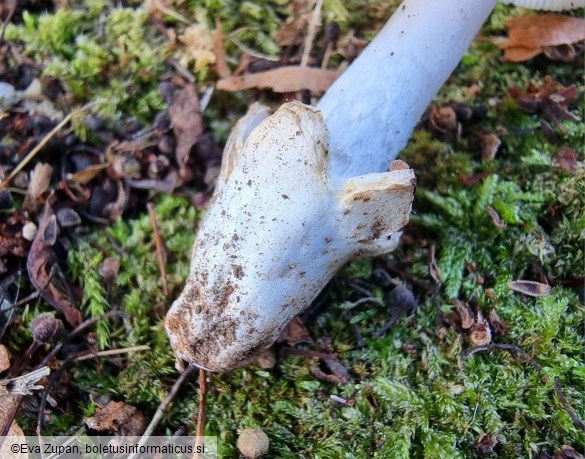 Amanita huijsmanii