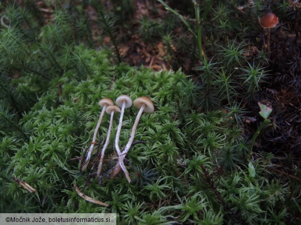 Sagaranella tylicolor