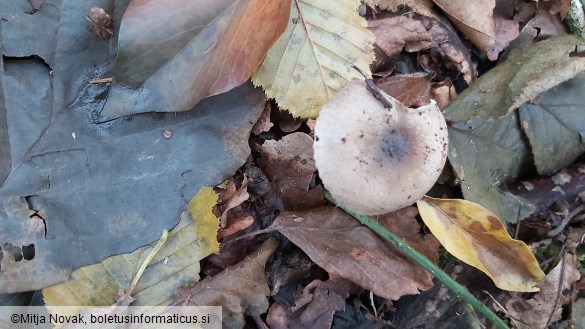 Hygrophorus pustulatus