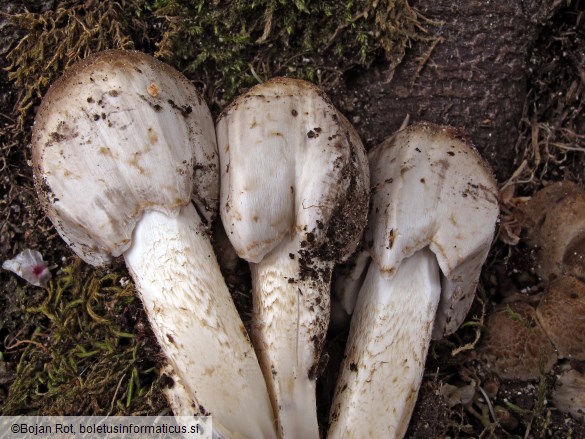 Coprinopsis romagnesiana