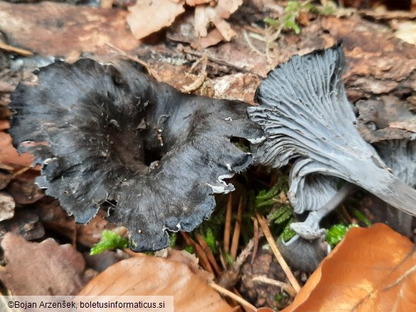 Cantharellus cinereus