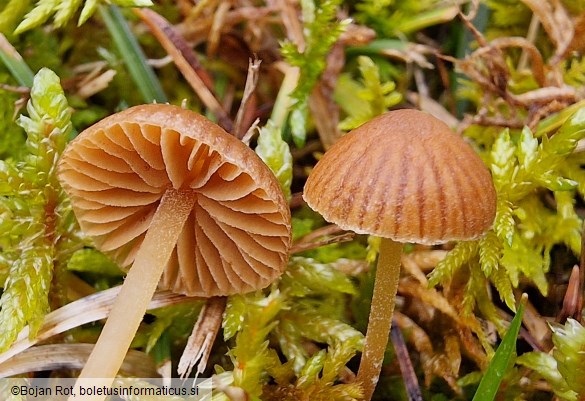 Galerina vittiformis