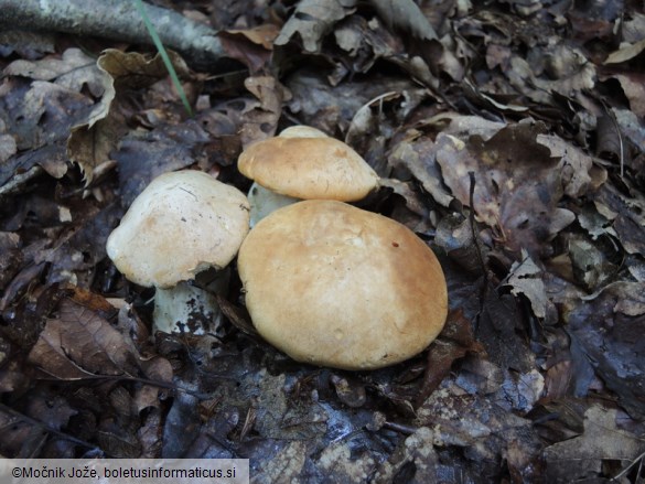 Cortinarius crassus