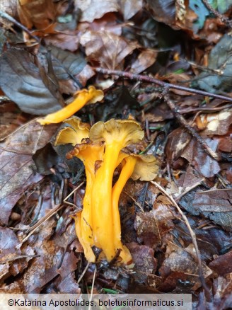 Craterellus lutescens