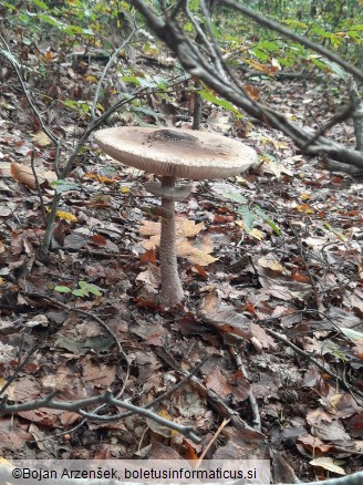 Macrolepiota permixta