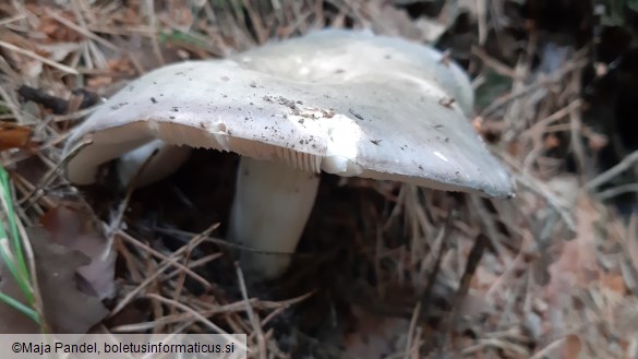 Russula cyanoxantha