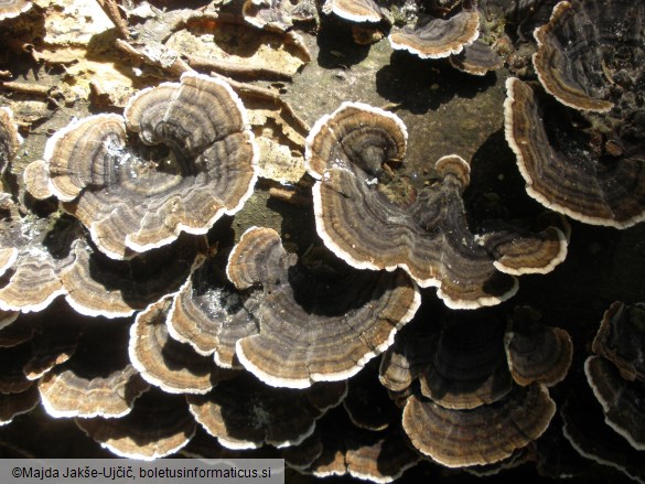 Trametes versicolor