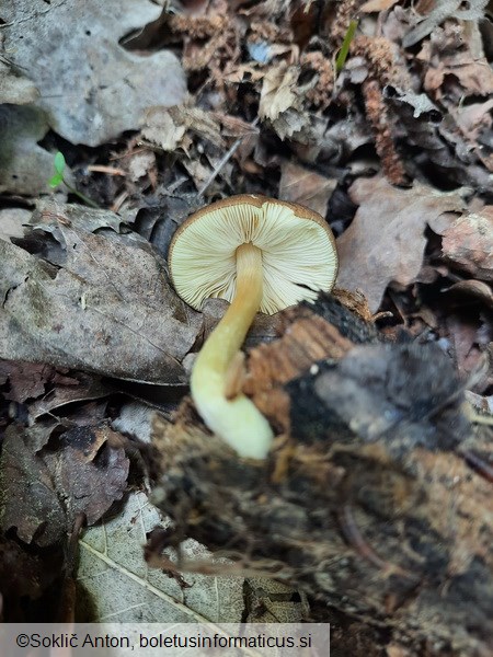 Pluteus romellii