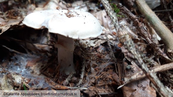 Cortinarius caperatus