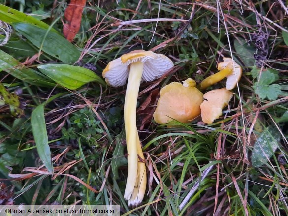 Hygrocybe chlorophana