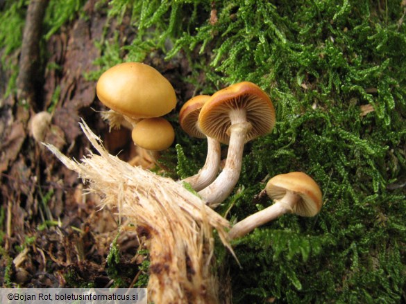 Galerina marginata