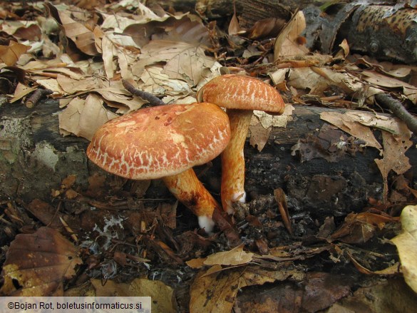 Cortinarius bolaris