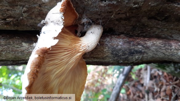 Pleurotus dryinus