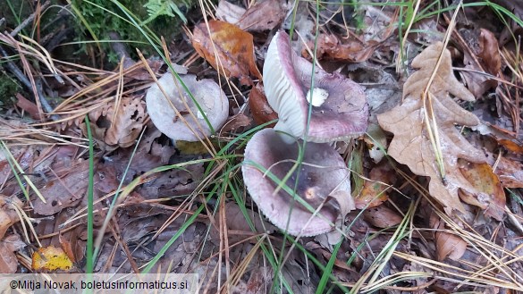 Russula fragilis