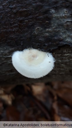 Trametes pubescens