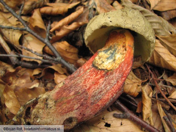 Boletus calopus