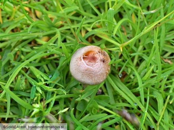 Panaeolus olivaceus