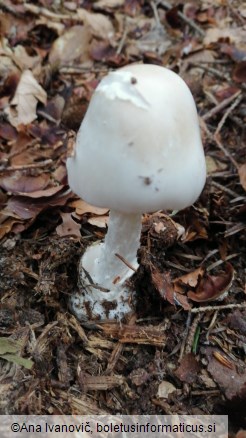 Amanita phalloides