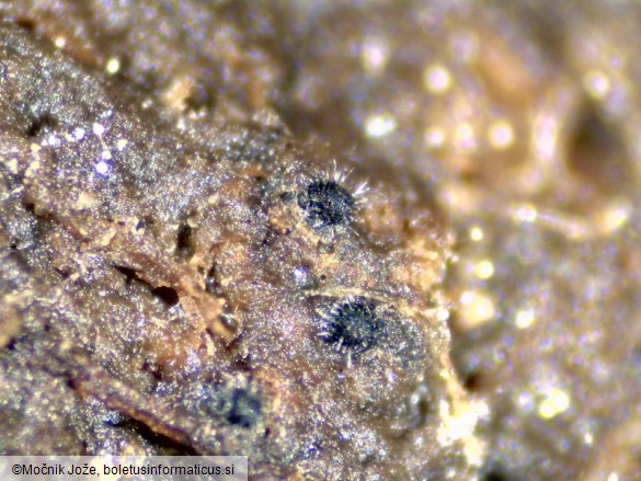 Podospora australis