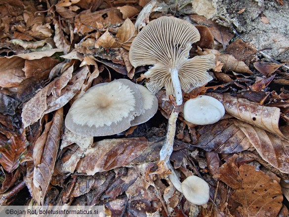 Clitocybe metachroa