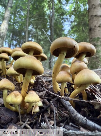 Hypholoma fasciculare