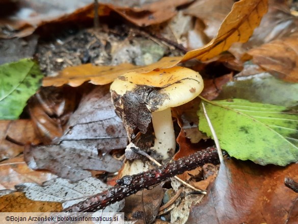 Russula ochracea