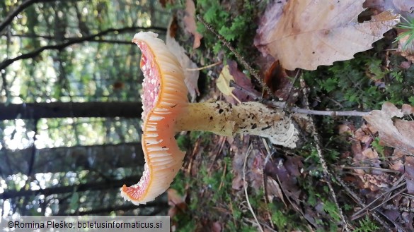 Amanita muscaria