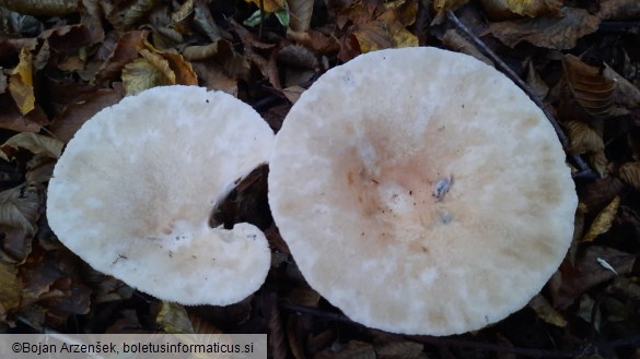 Clitocybe geotropa