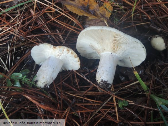 Russula anatina