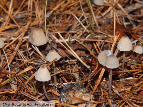 Mycena galopus