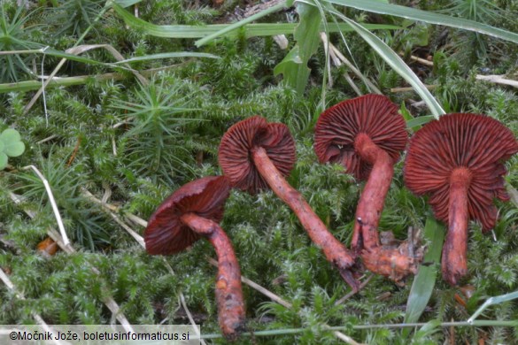 Cortinarius sanguineus