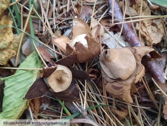 Geastrum rufescens