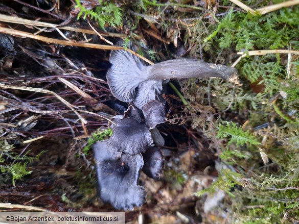 Cantharellus cinereus