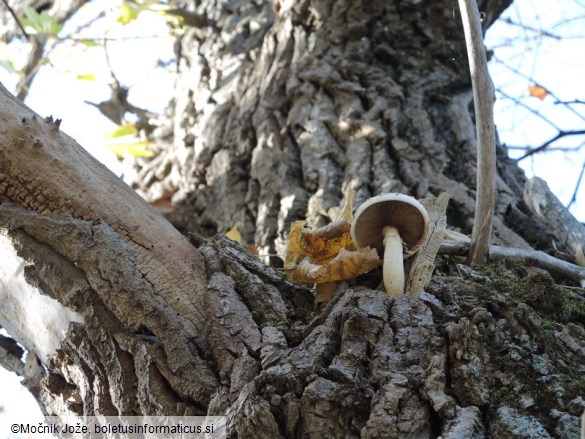 Hemipholiota populnea