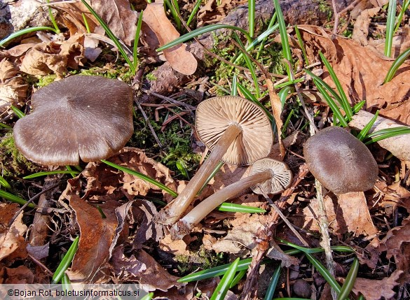Entoloma vernum