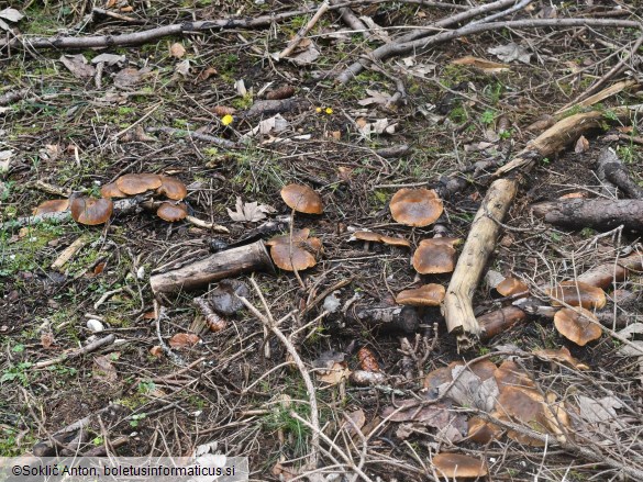 Melanoleuca cognata