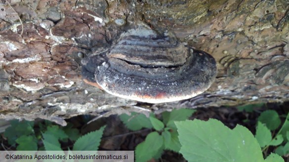 Fomitopsis pinicola