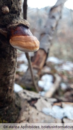 Fomitopsis pinicola