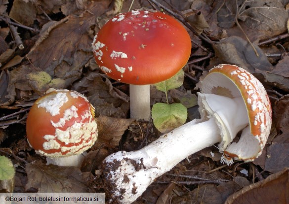 Amanita muscaria